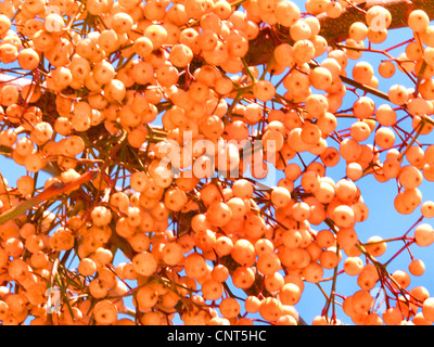 Persian lilac, chinaberry tree (Melia azedarach), fruits on a tree, Spain, Balearen, Majorca Stock Photo
