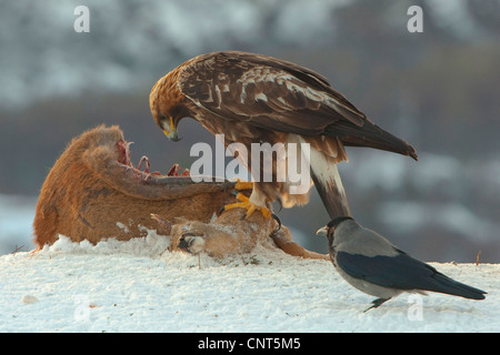 golden eagle (Aquila chrysaetos), feeding on roe deer; with crow, Norway Stock Photo