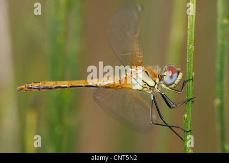 red-veined sympetrum (Sympetrum fonscolombei), sitting at a stem, Germany, Rhineland-Palatinate Stock Photo