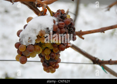 grape (Vitis spec.), ice wine, grapes with snow, Germany, Rhineland-Palatinate, Palatinate Stock Photo