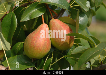common pear (Pyrus communis), mature fruits at the tree, Germany, Bavaria Stock Photo