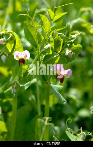 Garden pea (Pisum sativum ssp. arvense), blooming Stock Photo