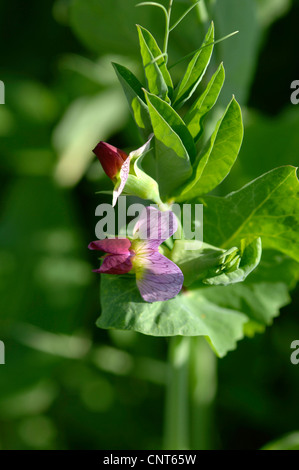 Garden pea (Pisum sativum ssp. arvense), blooming Stock Photo