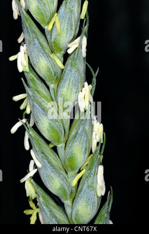 bread wheat, cultivated wheat (Triticum aestivum), ear with blossoms Stock Photo