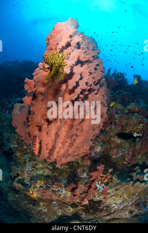 A barrel sponge attached to a reef wall on South Emma reef with a yellow crinoid attached, Papua New Guinea. Stock Photo