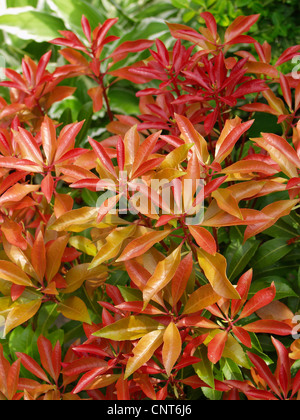 Japanese pieris (Pieris japonica), cultivar 'Mountain Fire' Stock Photo
