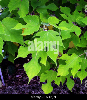 paper mulberry (Broussonetia papyrifera), foliage, ., . Stock Photo