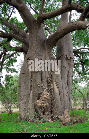 baobab, monkey bread, monkey tamarind (Adansonia digitata), thick tree trunk, South Africa, Limpopo Stock Photo