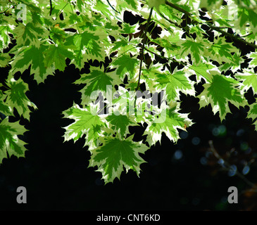Norway maple (Acer platanoides), cultivar 'Drummondii', leaves Stock Photo