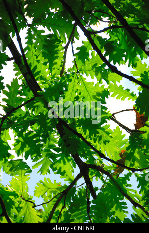 hungarian oak (Quercus frainetto), leaves in backlit Stock Photo