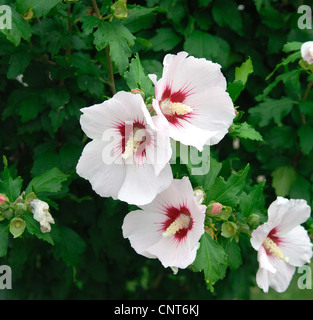 shrubby althaea, rose-of-Sharon (Hibiscus syriacus), cultivar 'Red Heart', blooming Stock Photo