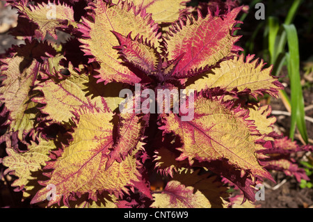 Yellow brown leaves of coleus, Solenostemon scutellarioides Stock Photo