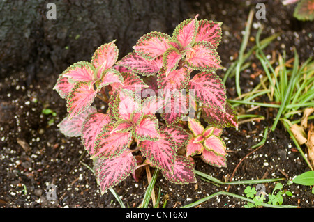 Pink green leaves of coleus, Solenostemon scutellarioides Stock Photo