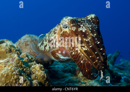 A Broadclub Cuttlefish (Sepia latimanus), Inglis Shoal, Kimbe Bay, Papua New Guinea. Stock Photo