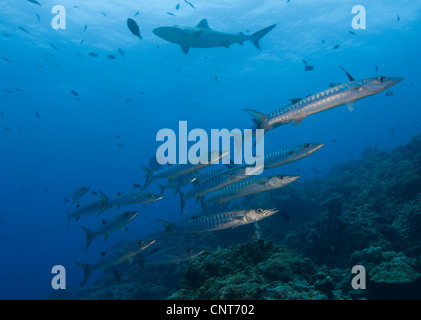 A school of pickhandle barracuda with a grey reef shark in the background, Papua New Guinea. Stock Photo