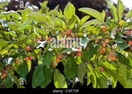 A branch of a tree laden with small yellow crab apples. Malus, Rosaceae species growing in a garden during summer. Stock Photo