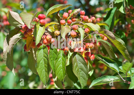Close-up of a branch with small yellow crab apples, Malus, Rosaceae, growing in a sunny garden. Stock Photo