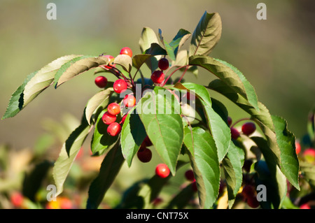 Branch with small yellow crab apples, Malus species of the Rosaceae family, growing in nature on a sunny day. Stock Photo