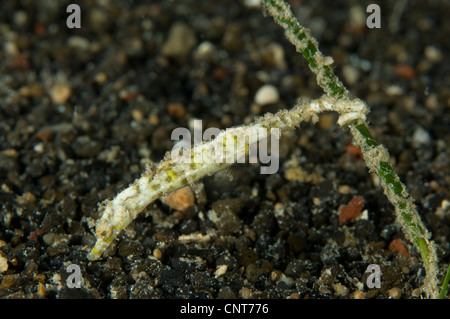 Shortpouch pygmy pipehorse on volcanic sand clinging to sea grass taken at Witu Islands, Papua New Guinea. Stock Photo