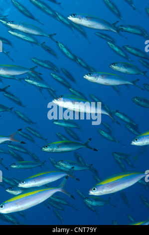 School of wide-band fusilier fish (Pterocaesio lativittata), Fathers reef, Kimbe Bay, Papua New Guinea. Stock Photo