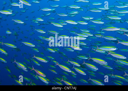 School of wide-band fusilier fish(Pterocaesio lativittata), Fathers reef, Kimbe Bay, Papua New Guinea. Stock Photo
