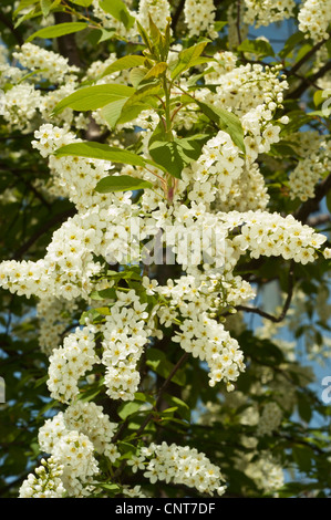 White flower buds of black cherry, wild black cherry, rum cherry, mountain black cherry, Prunus serotina in bloom, Eastern USA. Stock Photo