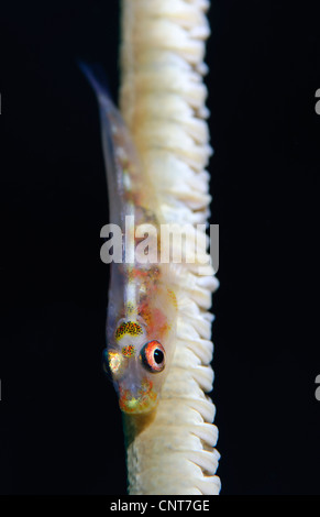 Whip-coral goby (Bryaninops yongei) on common wire coral (Cirrhipathes anguina), Solomon Islands. Stock Photo