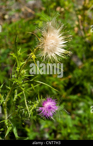 Violef thistle flower and white Thistledown Stock Photo