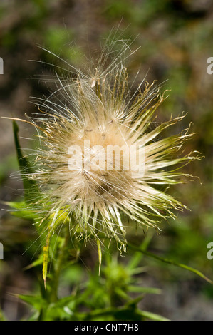 White Thistledown Stock Photo