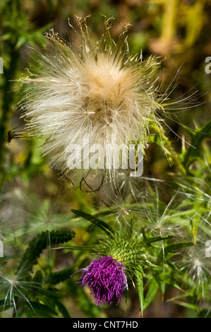 Violef thistle flower and white Thistledown Stock Photo