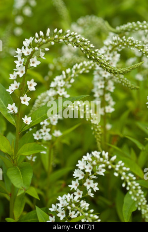 White flowers of Gooseneck Loosestrife, Lysimachia clethroides,  Myrsinaceae Stock Photo