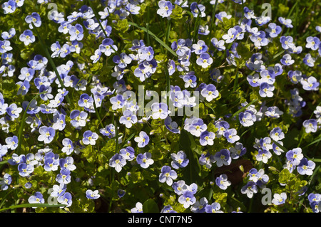 Lots of small blue flowers of Common Field Speedwell, Veronica persica, Plantaginaceae, Scrophulariaceae Stock Photo