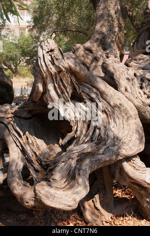 Old Olive tree at Exo Hora Stock Photo