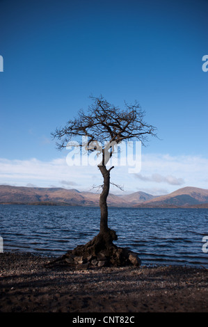 A lone tree stands on the shore of Loch Lomond in Scotland on the route of the West Highland Way Stock Photo