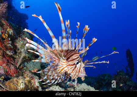 Common lionfish (Pterois volitans), full body view, Solomon Islands. Stock Photo