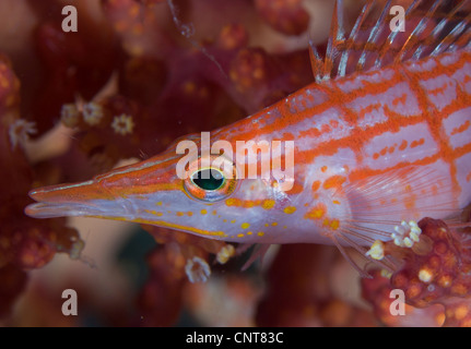 Longnose hawkfish (Oxycirrhites typus) amongst soft coral at a depth of 10 metres, Solomon Islands. Stock Photo