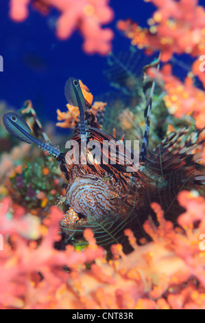 Common lionfish (Pterois volitans) resting amongst coral, Solomon Islands. Stock Photo