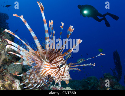 Common lionfish (Pterois volitans) with diver and torch in background, Solomon Islands. Stock Photo