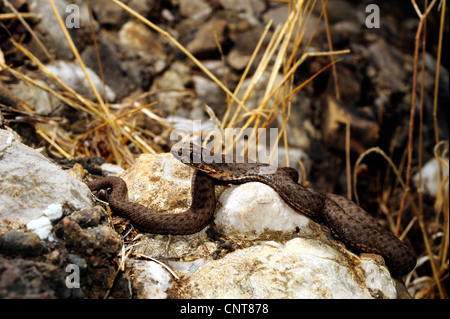 Eastern Montpellier Snake (Malpolon insignitus, Malpolon monspessulanus insignitus), juvenile , Greece, Peloponnes Stock Photo