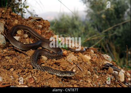 Balkan whip snake (Hierophis gemonensis, Coluber gemonensis), sitting under an olive tree, Greece, Peloponnes, Taigetos Gebirge Stock Photo