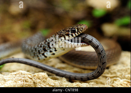 Balkan whip snake (Hierophis gemonensis, Coluber gemonensis  ), feeds on a young Balkan glass lizard, Greece, Peloponnes, Messinien Stock Photo