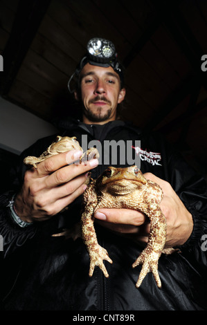 European common toad (Bufo bufo spinosus), young biologist with two huge common toads, Greece, Peloponnes, Messinien Stock Photo