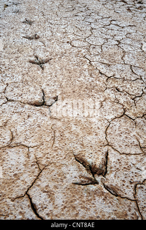 little egret (Egretta garzetta), bird tracks in the dry mud, Greece, Peloponnes, Lagune von Gialova, Gialova Stock Photo