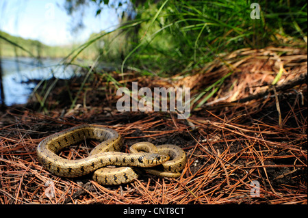 Balkan grass snake (Natrix natrix persa), lying at a pond, Greece, Peloponnes, Natura 2000 Area Strofilia Stock Photo