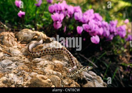 leopard snake (Zamenis situla, Elaphe situla), young leopard snake with cyclamen in background, Greece, Peloponnes, Natura 2000 Area Gialova Lagune Stock Photo