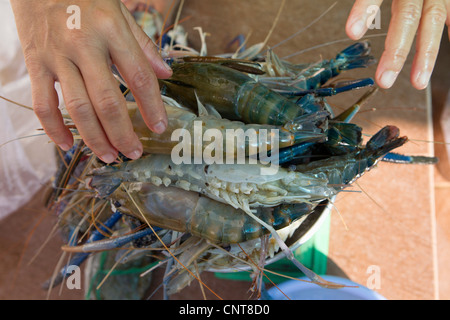 Heap of large prawns Stock Photo