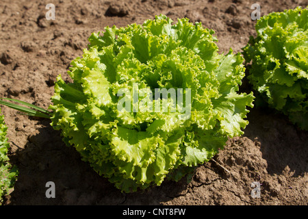 Batavia lettuce growing in field Stock Photo