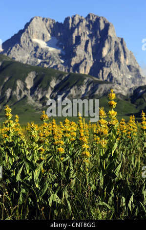 yellow gentian (Gentiana lutea), blooming in the Abruzzo mountains in Italy, Italy, Nationalpark Abruzzen Stock Photo