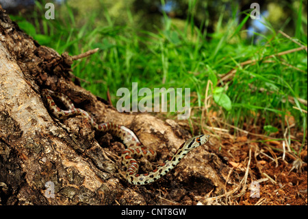 leopard snake (Zamenis situla, Elaphe situla), searching for prey, Greece, Peloponnes, Natura 2000 Area Gialova Lagune Stock Photo