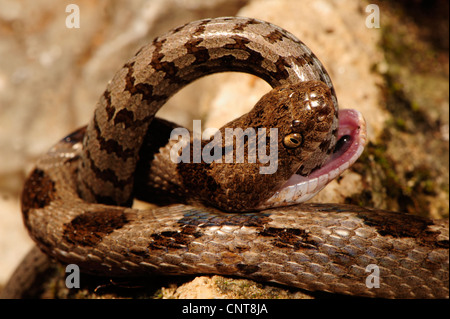 cat snake, European cat snake (Telescopus fallax), feeding on a young glass lizard, Greece, Peloponnes Stock Photo